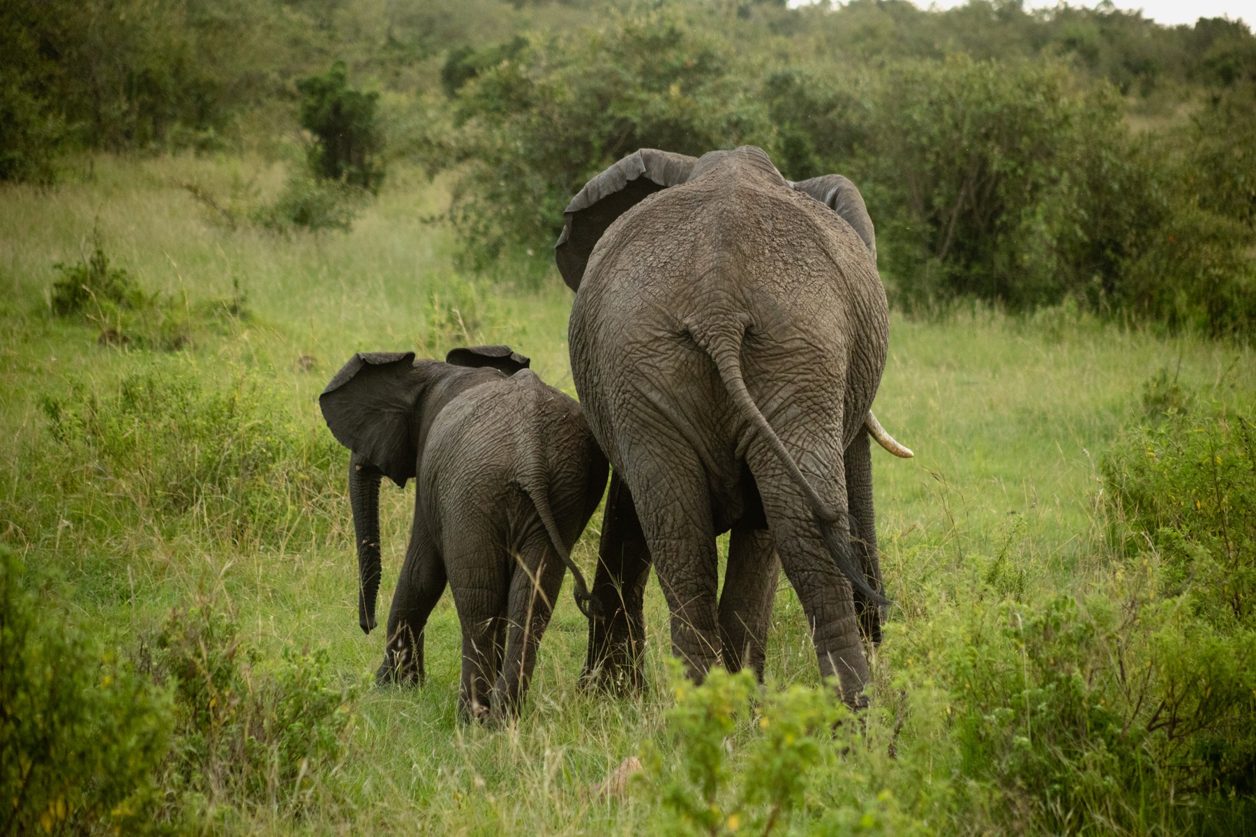 A close encounter during the Kenya journey